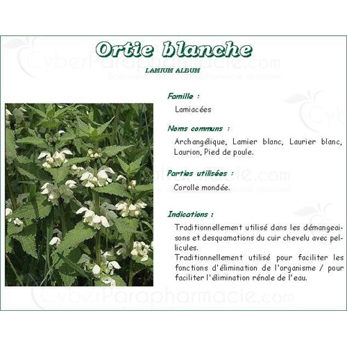 ORTIE BLANCHE PLANTE IPHYM, Ortie blanche plante, vrac. - sac 50 g