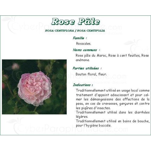 PALE ROSE BUTTON IPHYM Bud pale pink, bulk. - 250 g bag