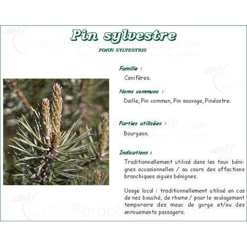 BUD PIN VITAFLOR, Bud pine bulk. - Bt 50 g