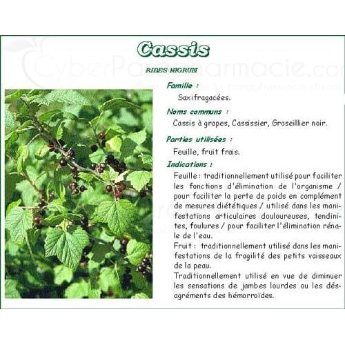 CASSIS VITAFLOR, blackcurrant leaf, bulk. - Bt 50 g