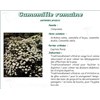 CHAMOMILE PHIBIO infusette, Roman Chamomile tea bags. - Bt 20