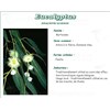 EUCALYPTUS PHIBIO Leaf eucalyptus bulk. - Bt 100 g