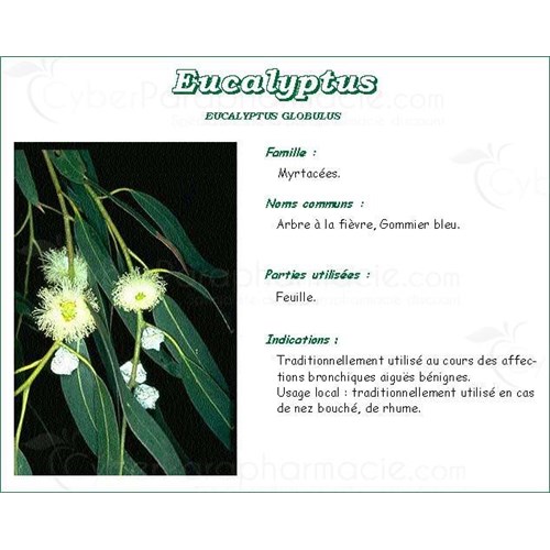 EUCALYPTUS PLANT PHARMA, eucalyptus leaf, bulk. whole - Bag 250 g