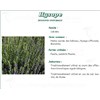 HYSOPE VITAFLOR, Flowering tops of hyssop bulk. - Bt 30 g