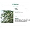 OLIVIER PHARMA PLANT Olive leaf cultivated bulk. cut - 250 g bag