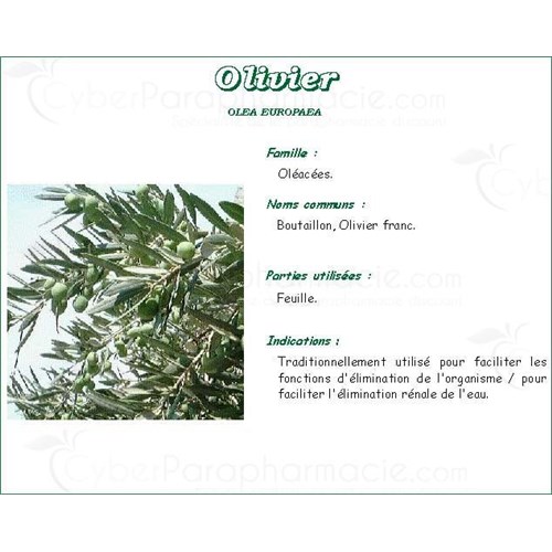 OLIVIER PHARMA PLANT Olive leaf cultivated bulk. whole - Bag 250 g