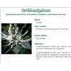 ORTHOSIPHON SHEET PHARMA PLANT orthosiphon Leaf bulk. - Cut bag 250 g