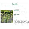 PHARMA PLANT DILL, dill seed, bulk. - Bt 250 g