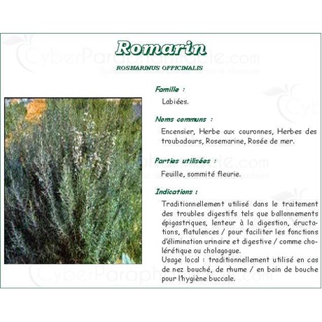 ROSEMARY LEAF PLANT PHARMA, rosemary leaf, bulk. whole - Bag 250 g