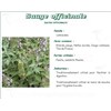 SAGE PHIBIO Leaf sage bulk. - Bt 50 g