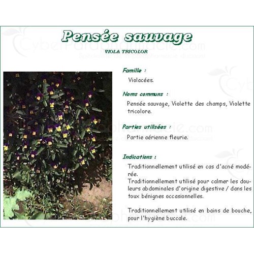 WILD PANSY FLOWER VITAFLOR flower, wild pansy, bulk. - Bt 50 g