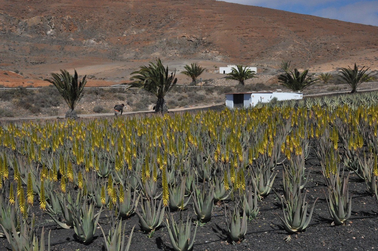 découvrez les bienfaits exceptionnels de l'aloe vera, une plante aux propriétés hydratantes et régénératrices. apprenez comment l'intégrer dans votre routine de soins de la peau et à travers votre alimentation pour un bien-être optimal.