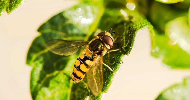 Pourquoi avez-vous plein de moucherons autour de votre plante ?