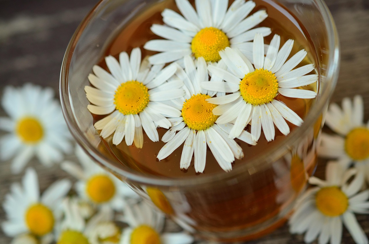 Phytothérapie : 5 plantes pour booster votre bien-être au quotidien