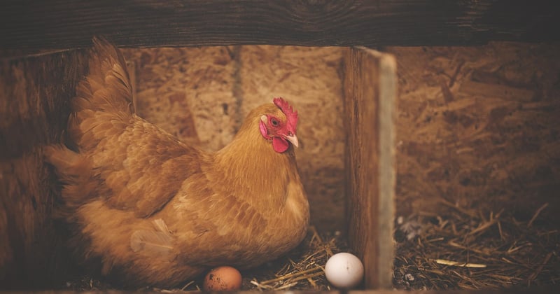 La poule hollandaise : tout savoir sur cette race élégante et productive