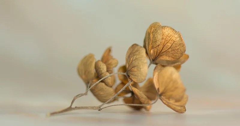 Ce qui attaque un hortensia (et ce qu'on ne vous dit pas assez)