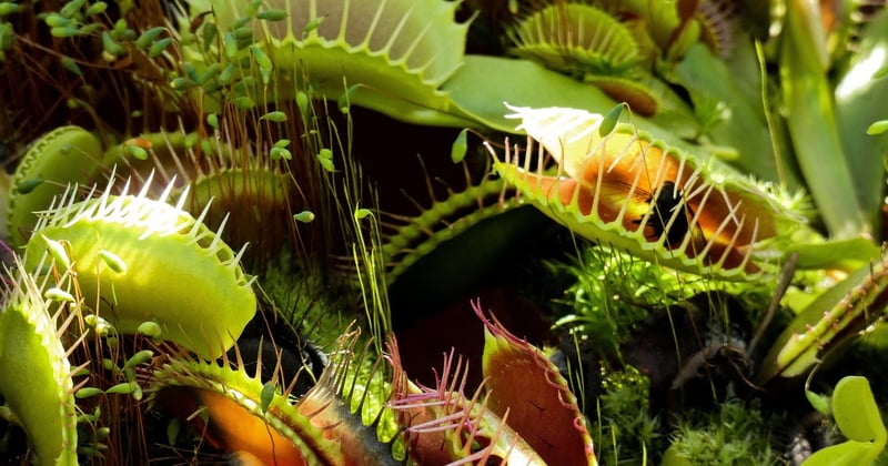 Comment se débarrasser des moucherons sur les plantes facilement