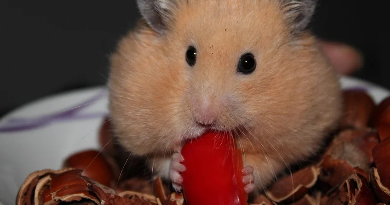 Combien coûte vraiment un hamster doré ?