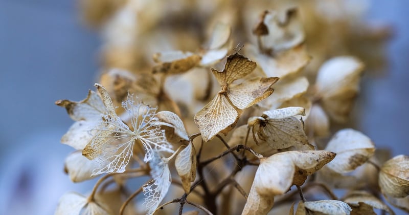 Hortensia : comment le planter et le faire fleurir facilement