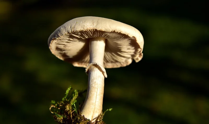 La méthode du blanchiment : la technique la plus fiable