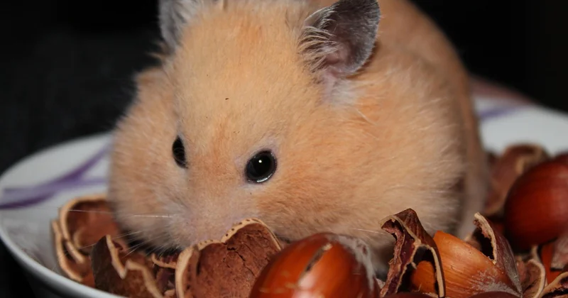 Les idées reçues sur le hamster doré