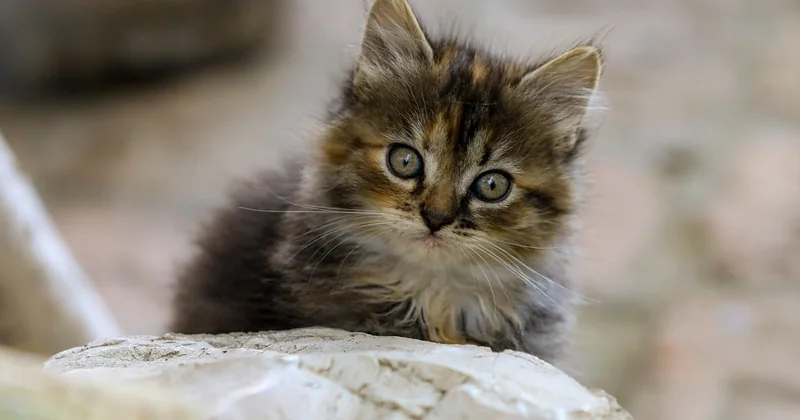 « Moche mais mignon » : comment le cerveau se retourne