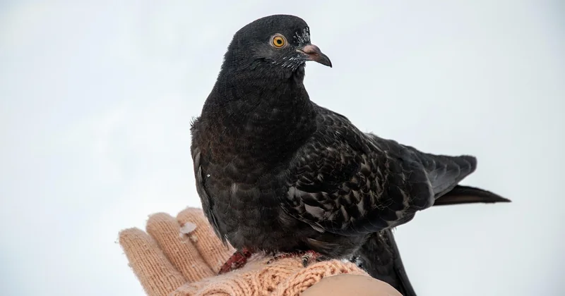 Combien de temps vit un pigeon domestique ?