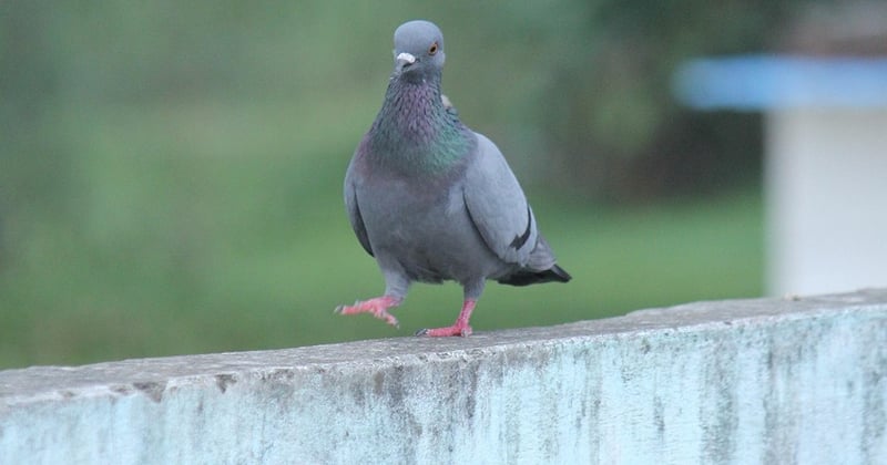 Le pigeon domestique : 10 choses fascinantes à savoir sur cet oiseau