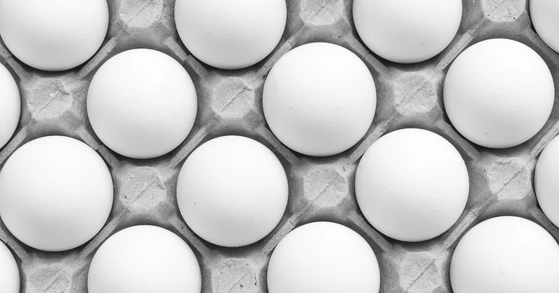 Combien d’œufs pond une poule Padoue ? (La vérité qui fâche)