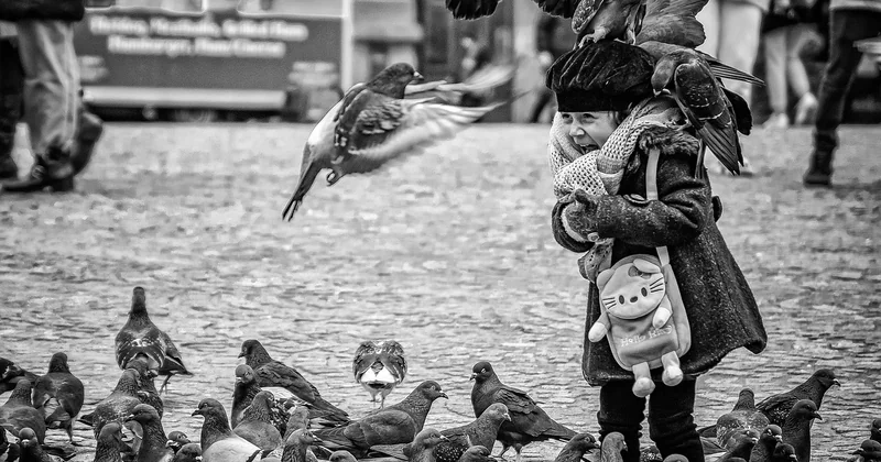 Combien de races de pigeons domestiques existent vraiment ?