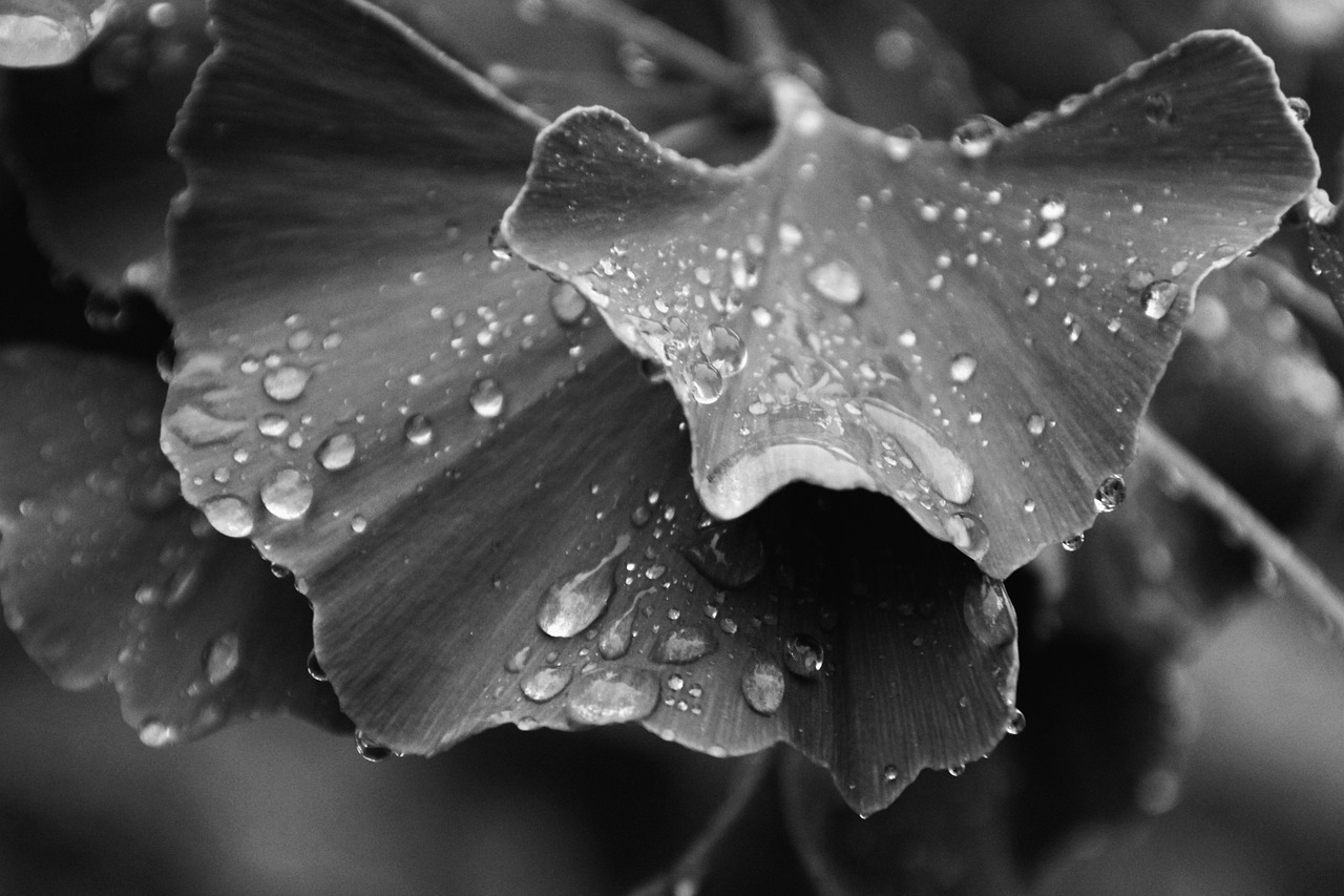 Comment renforcer ses défenses avec la phytothérapie ?