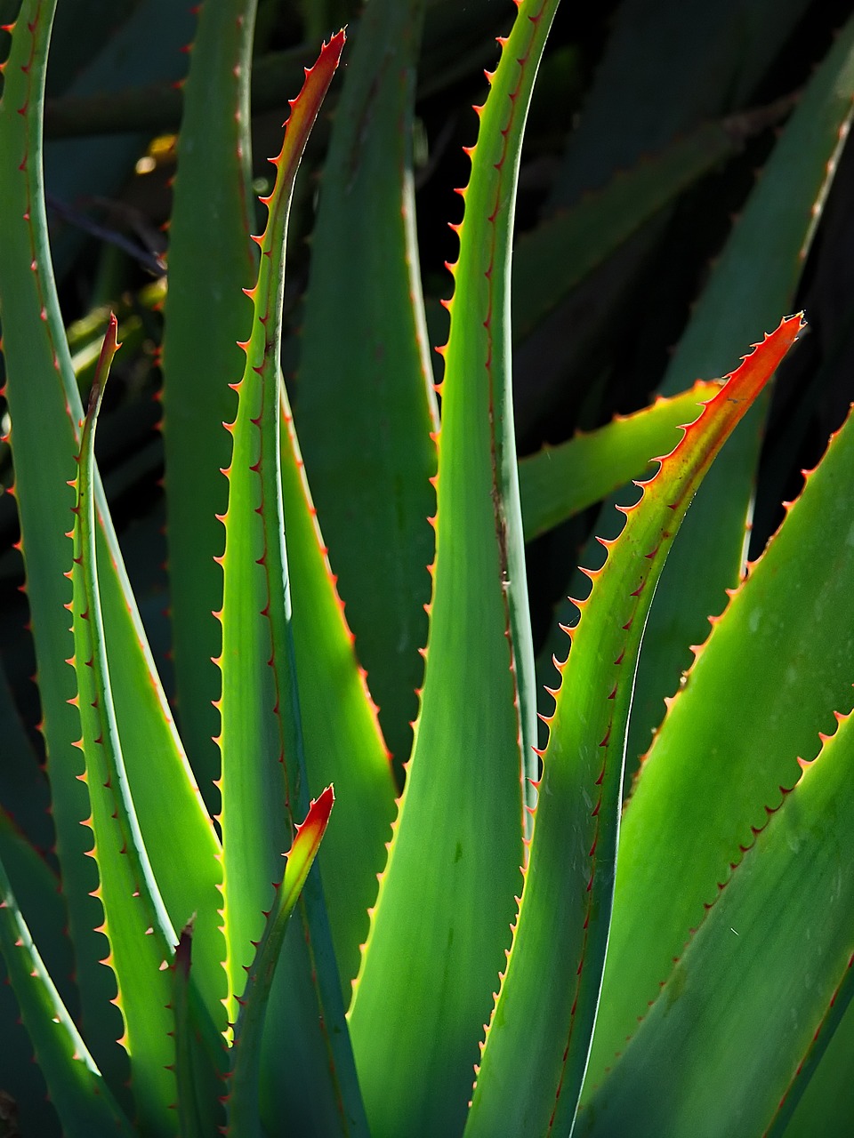 découvrez les incroyables bienfaits de l'aloe vera, une plante aux propriétés hydratantes et cicatrisantes. apprenez à l'intégrer dans votre routine beauté et santé pour profiter de ses vertus naturelles !